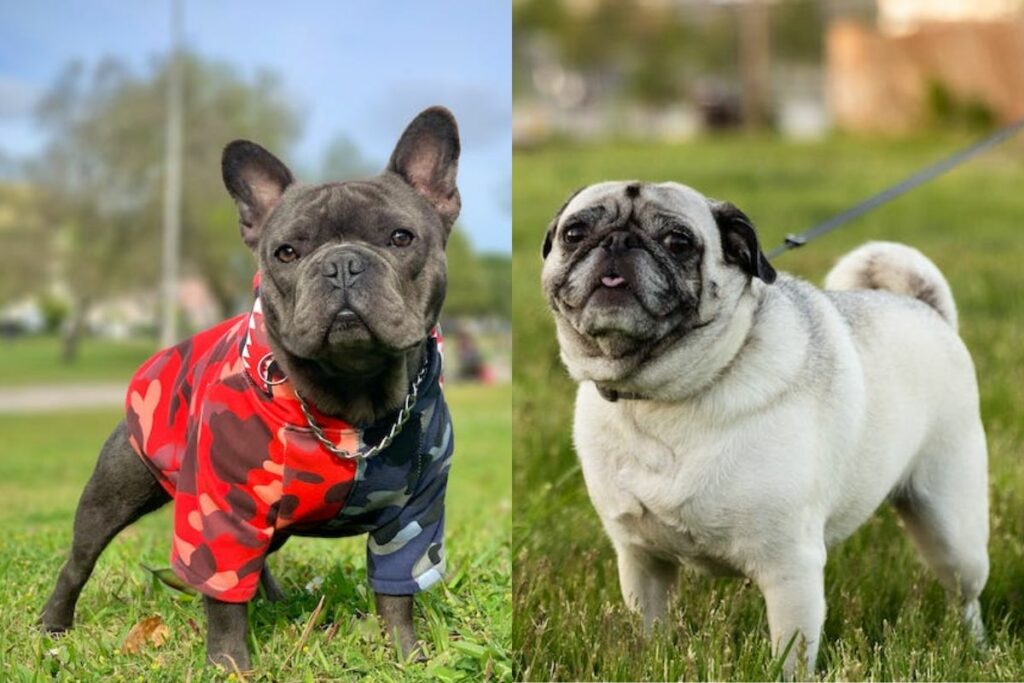 frenchie vs pug