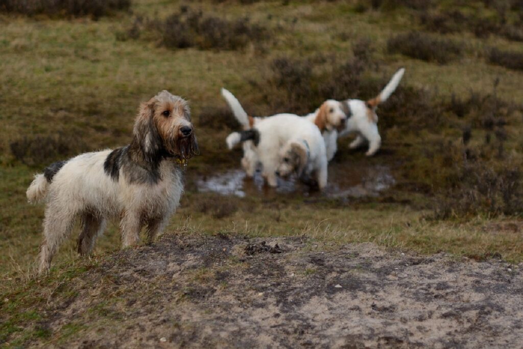 friendly dogs
