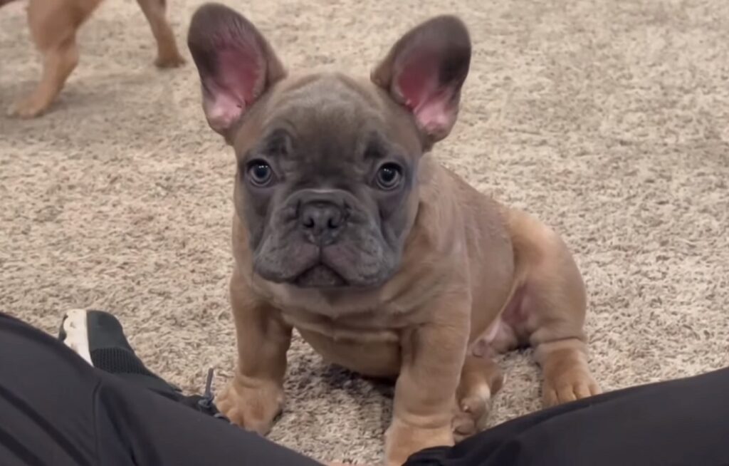 full breed french bulldog