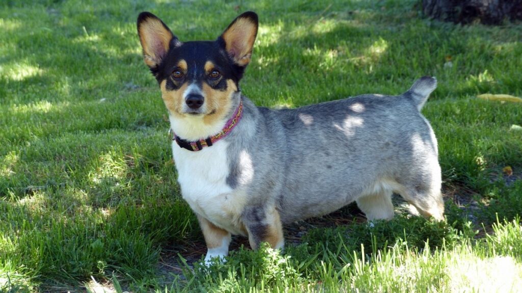 full grown corgi heeler mix
