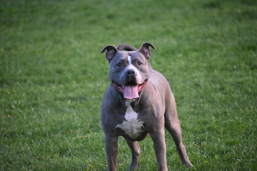 german pitbull