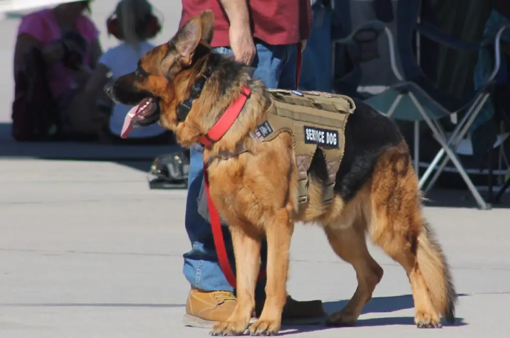 german service dog
