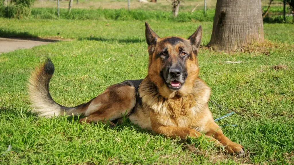 best guard dog breeds