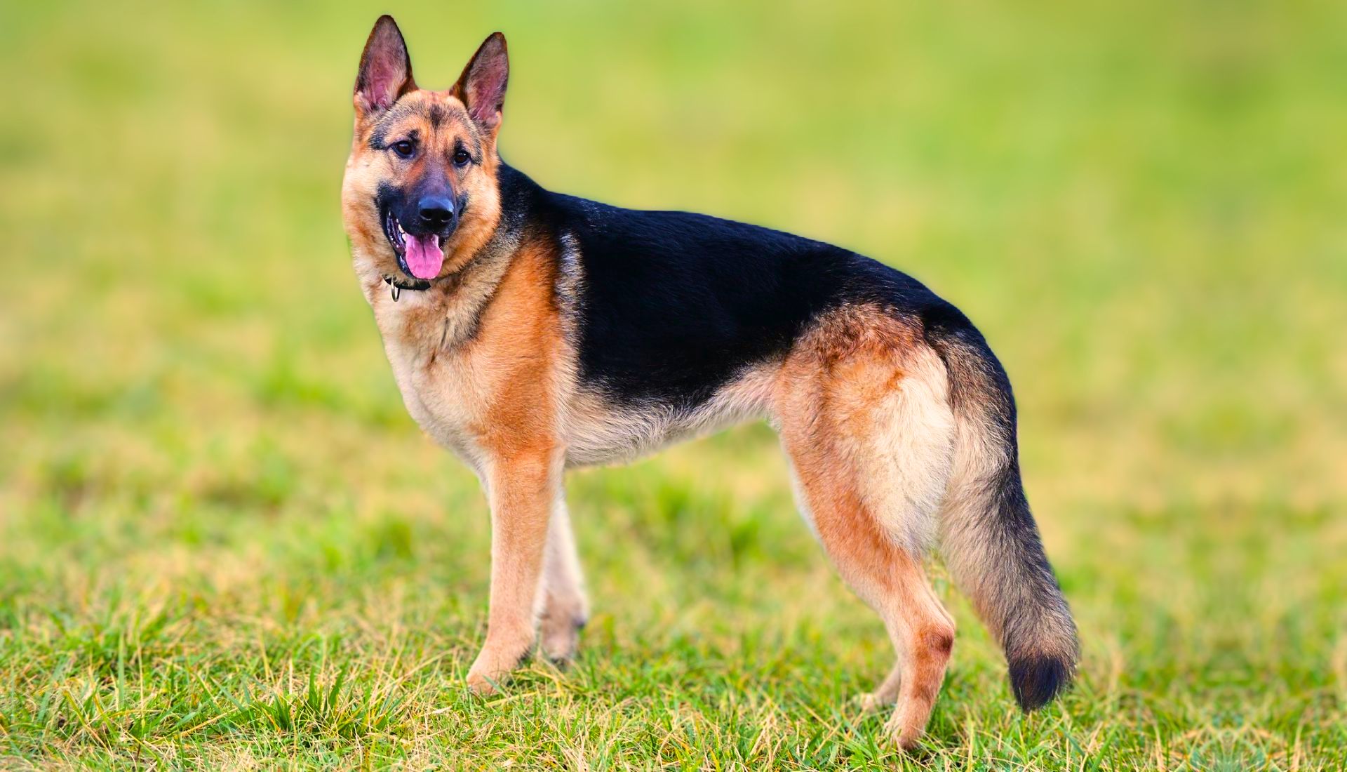 german shepherd 2 3