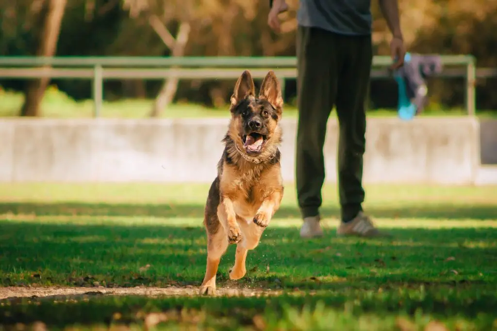 german shepherd Temperament and Personality