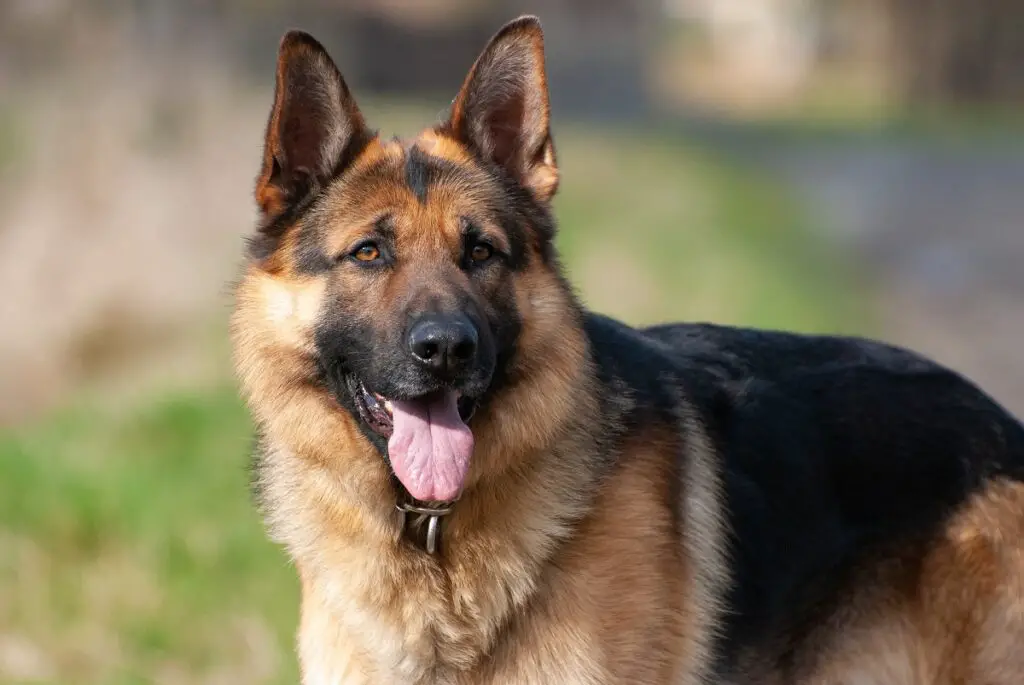 german shepherd care
