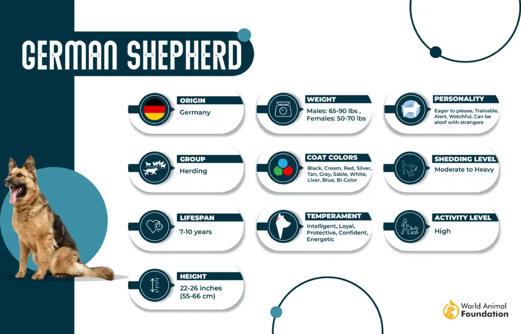 german shepherd characteristics
