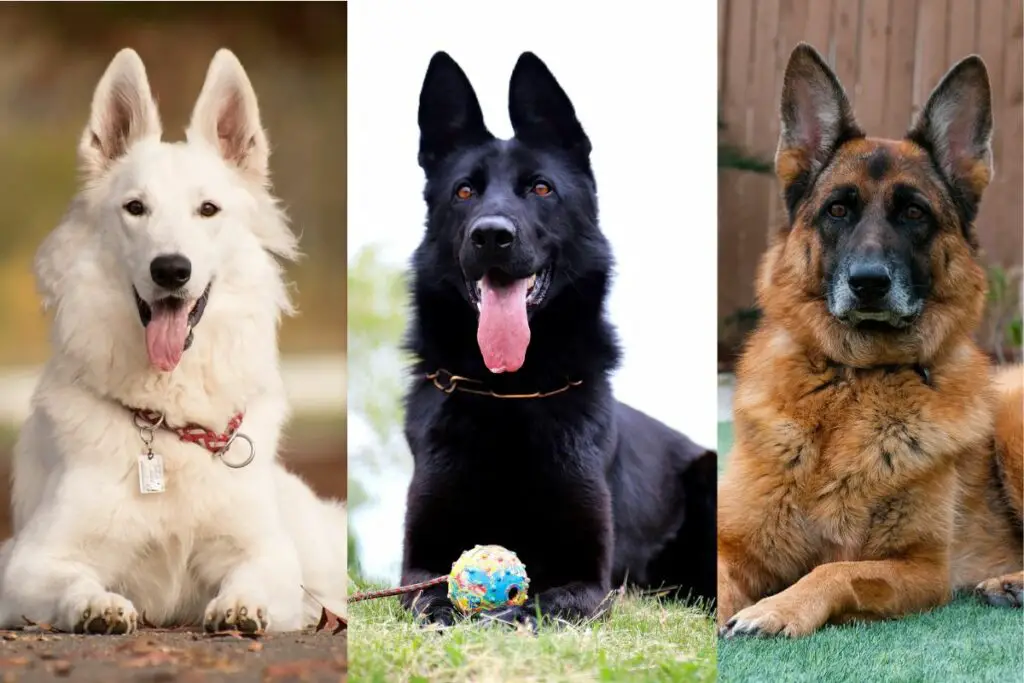 german shepherd coat colors
