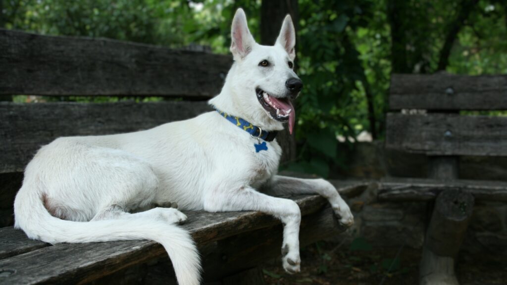 german shepherd different breeds
