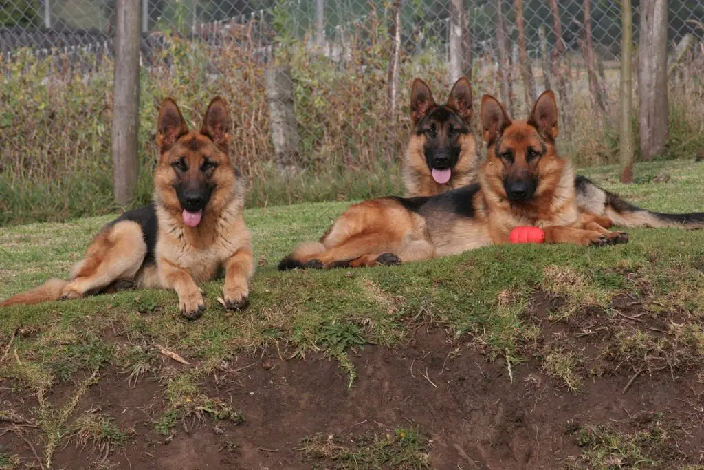 german shepherd history
