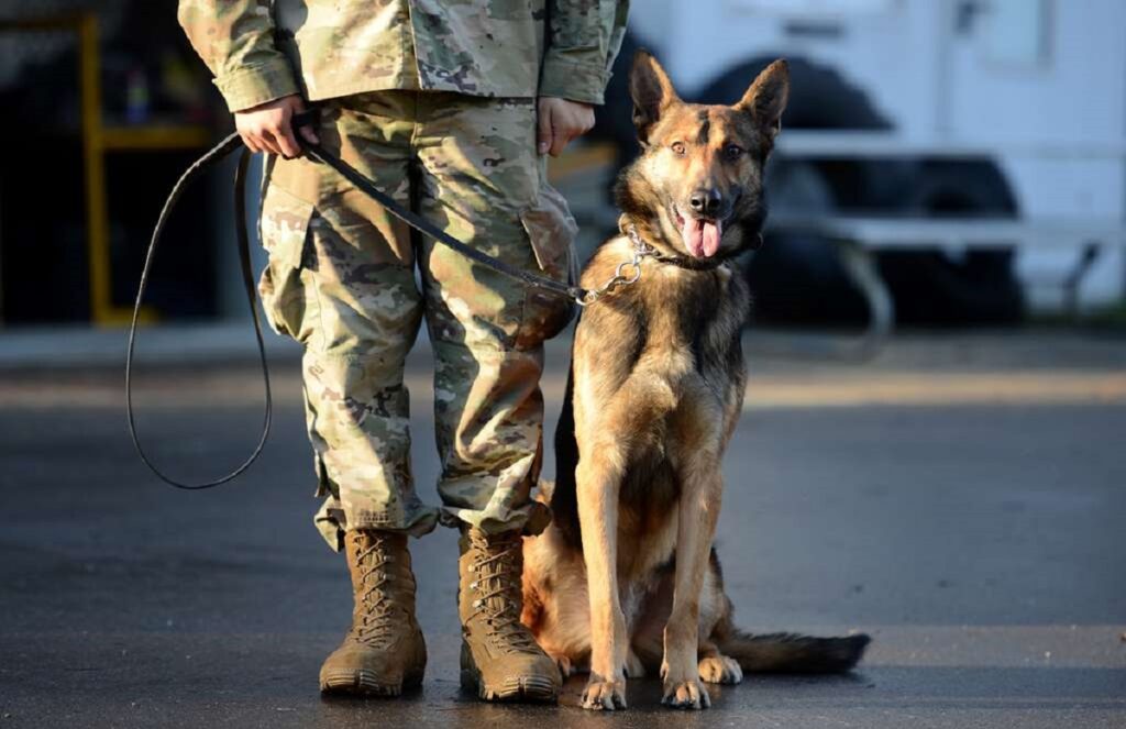 german shepherd military dog
