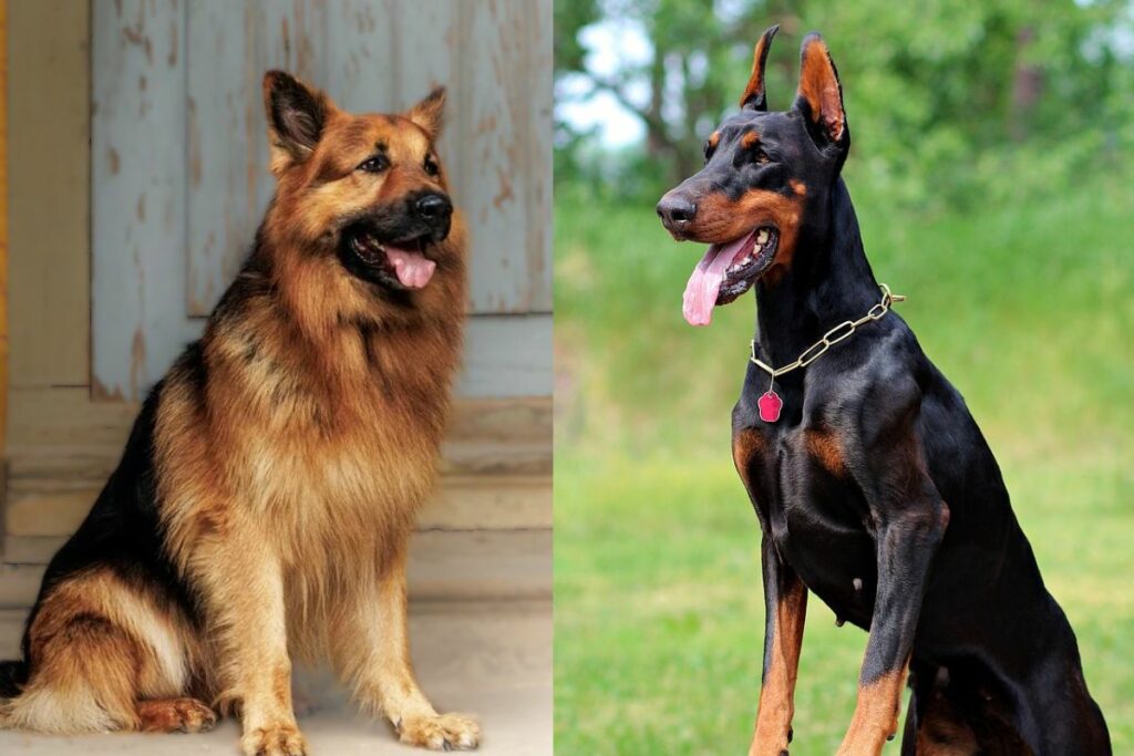 german shepherd or doberman