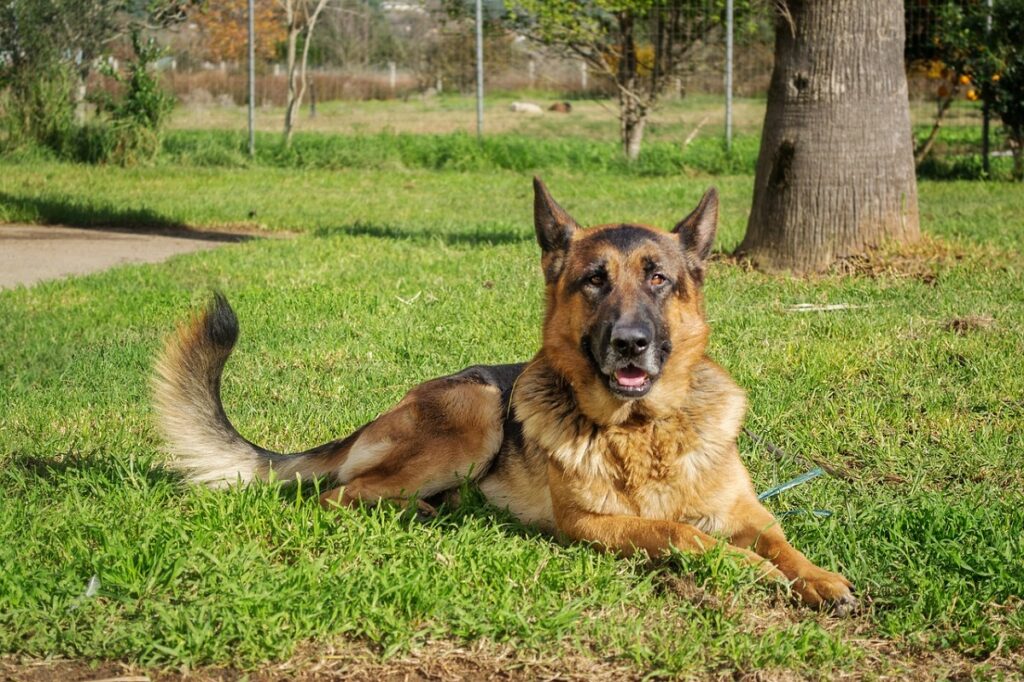 german shepherd personality traits
