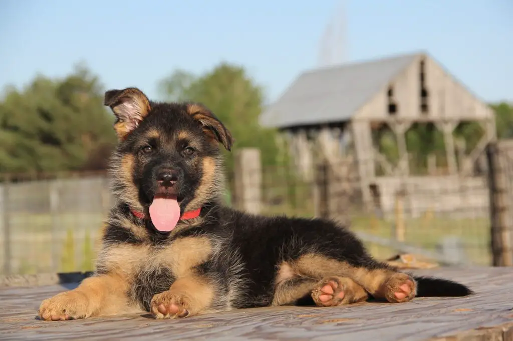 german shepherd puppy
