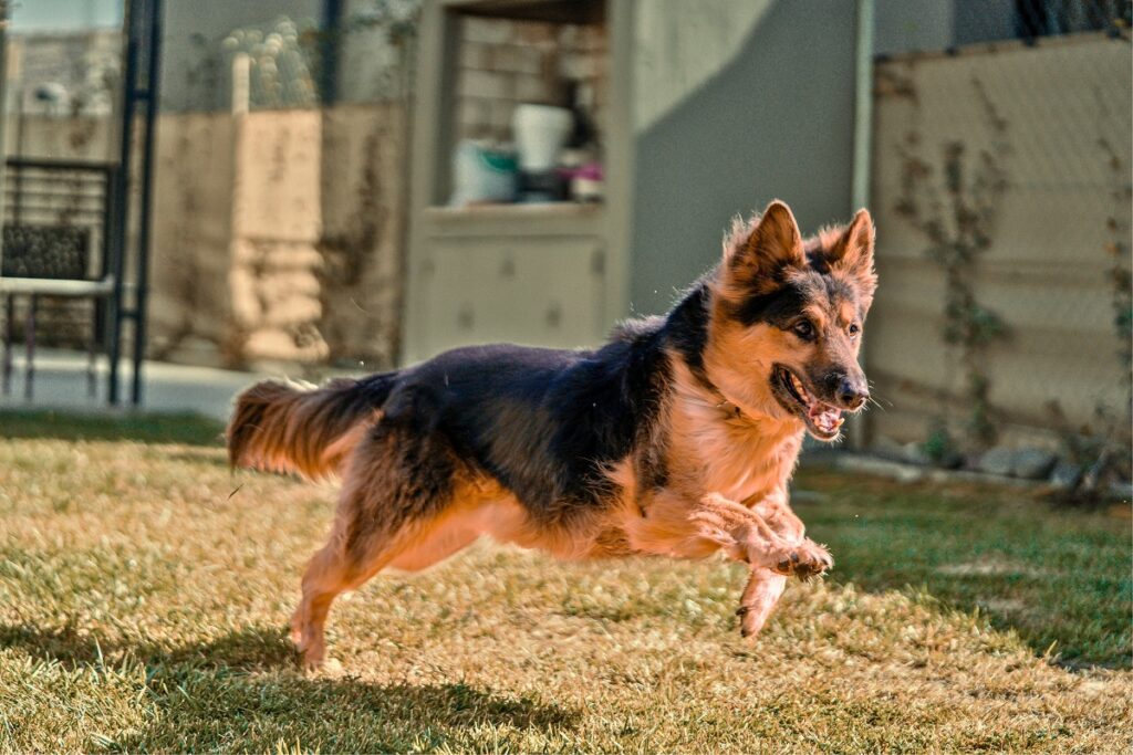 german shepherd running
