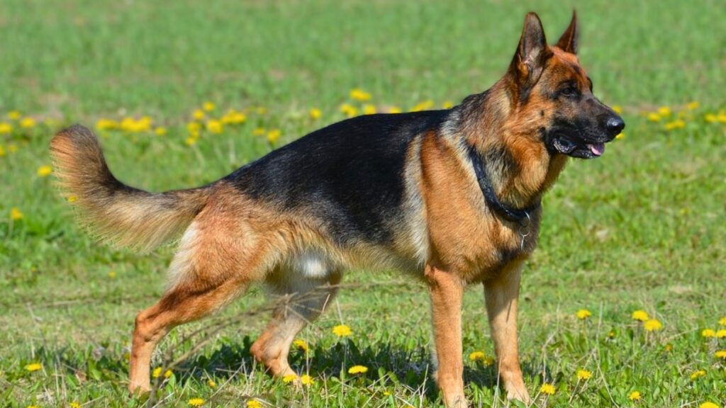 german shepherd types
