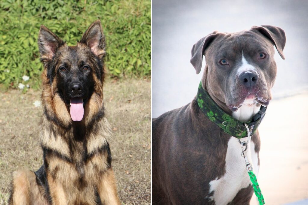 german shepherd vs pitbull