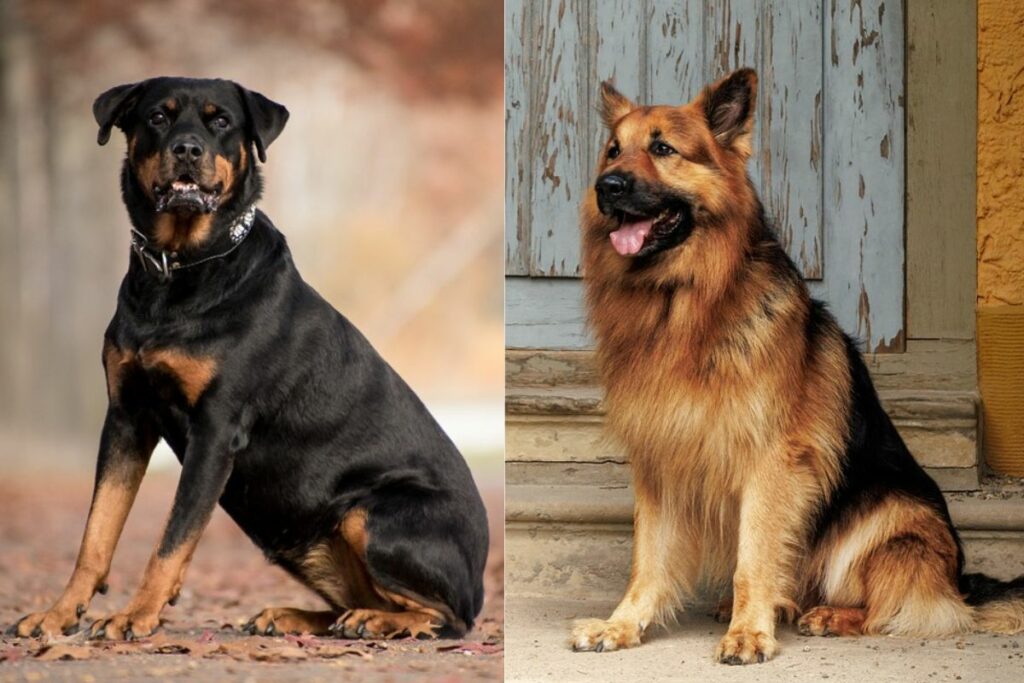 german shepherd vs rottweiler
