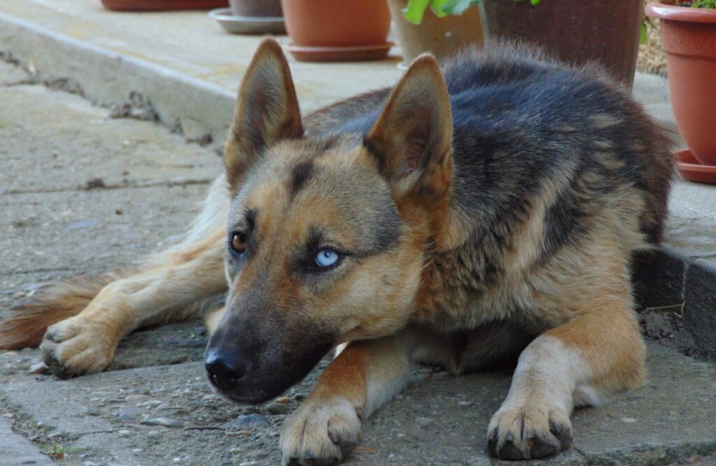 black german shepherd with blue eyes
