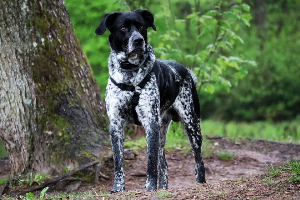 german shorthaired pointer heeler mix