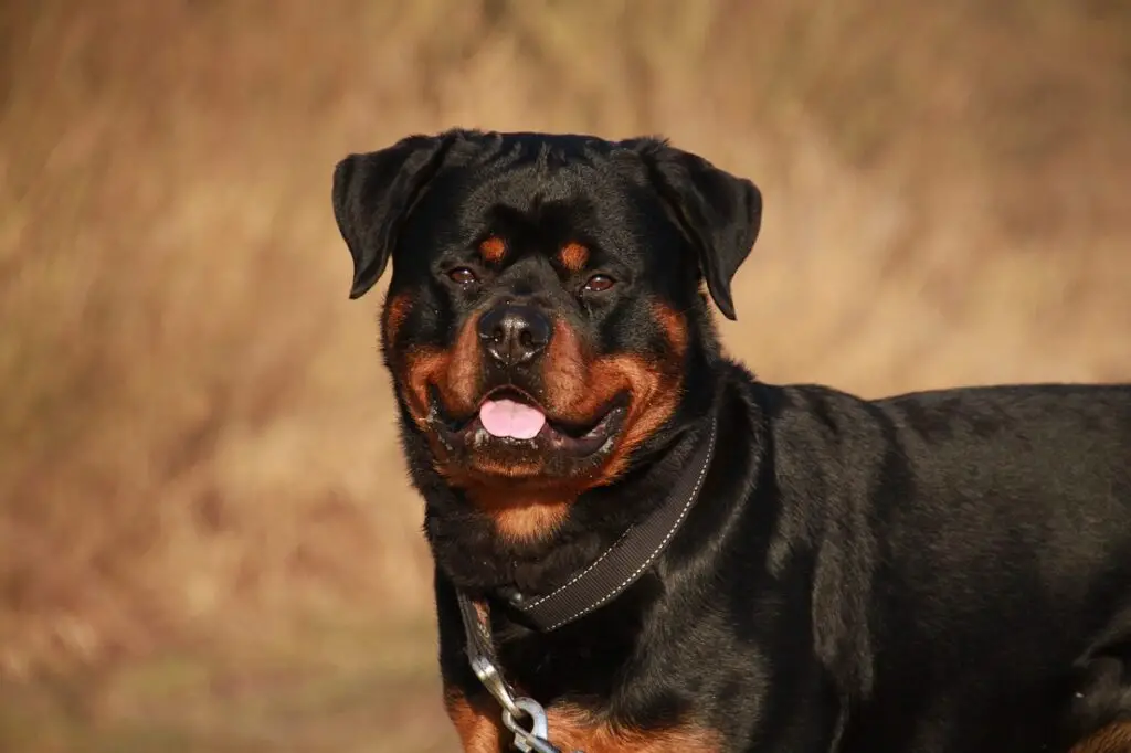 german vs american rottweiler