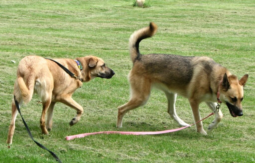 giant dog breed representative species
