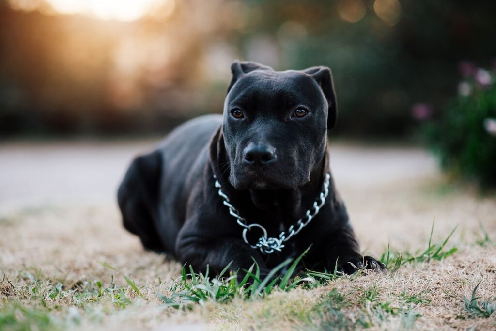 names for black pitbulls
