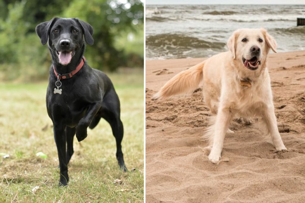 golden labrador retriever
