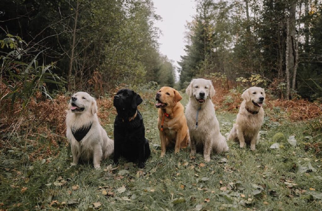 golden retriever coat type