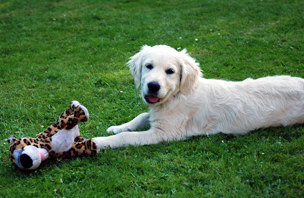 golden retriever lab mix puppy
