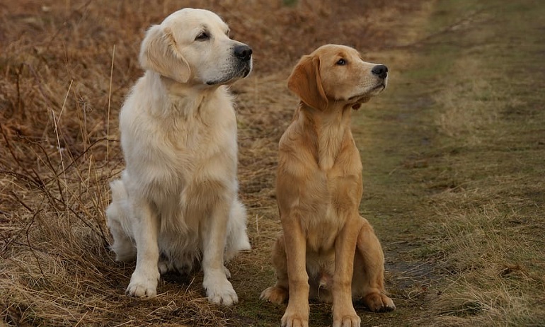 average cost of a goldendoodle retriever