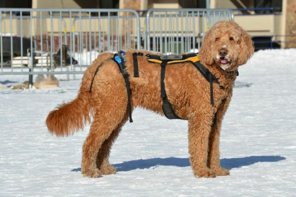 golden doodle and lab mix