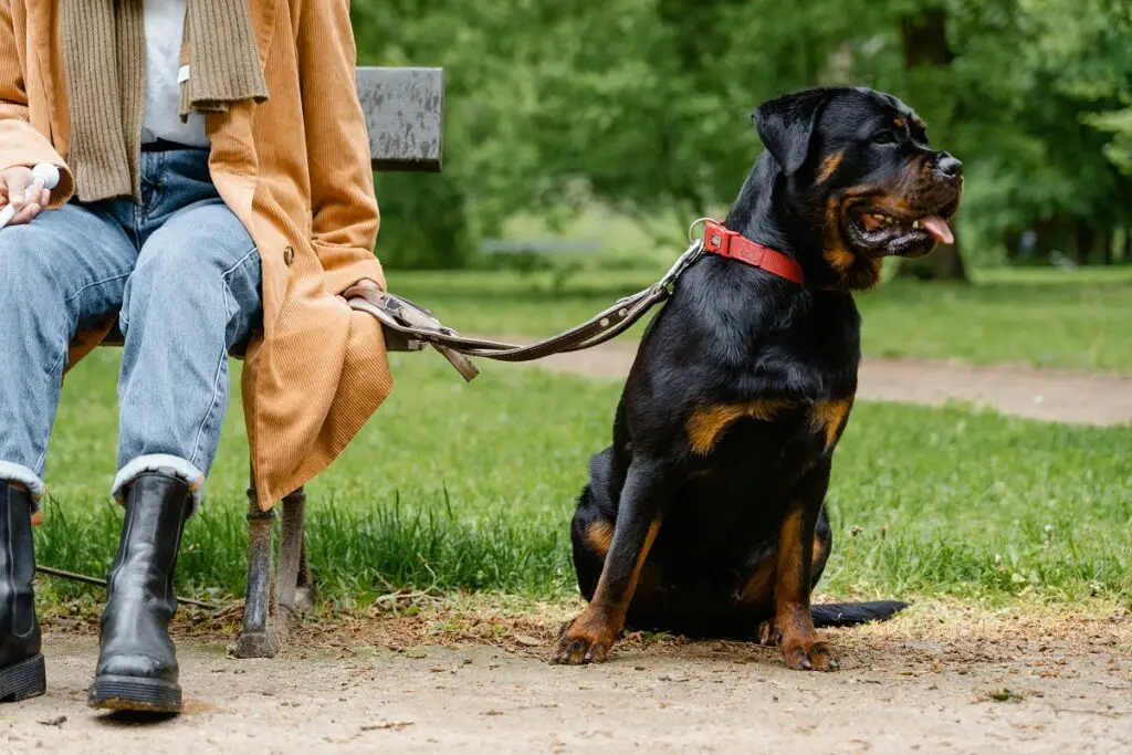 good dogs for single woman