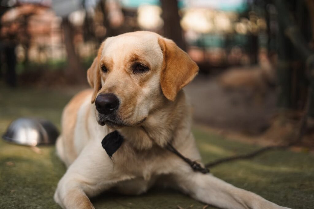 best dog for single woman
