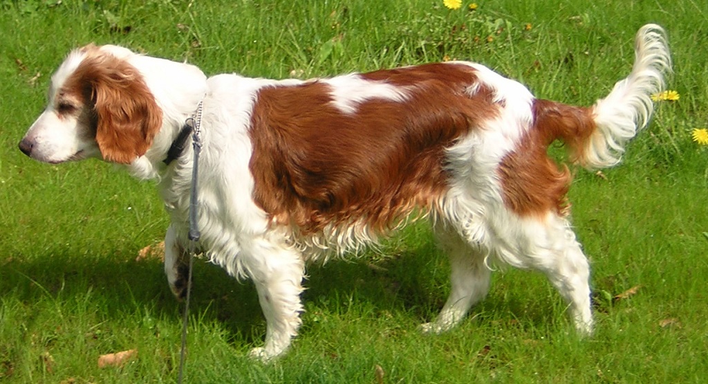 good medium sized family dogs
