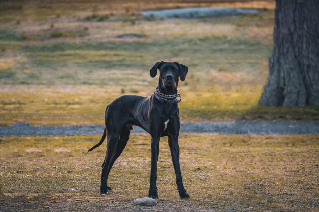 great dane speed
