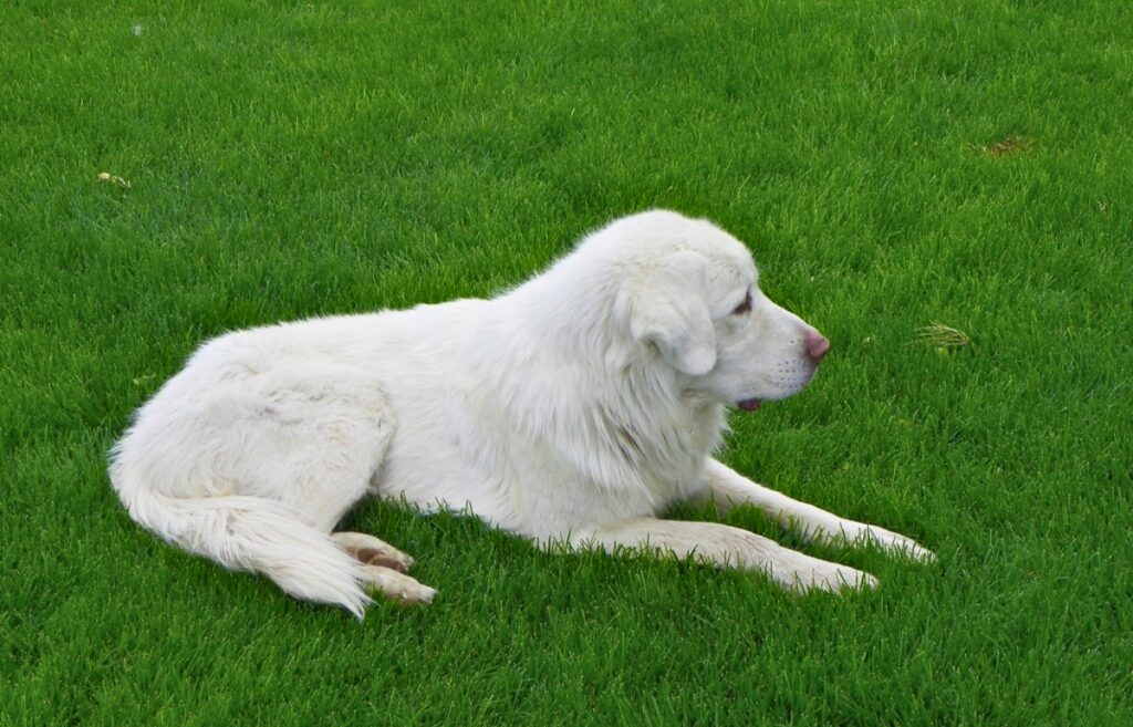 livestock guardian dogs breeds
