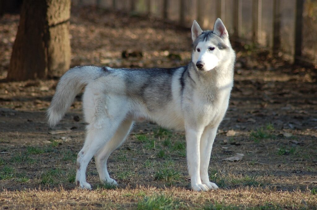 grey and white dog
