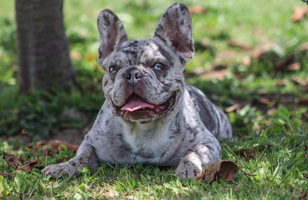 grey bulldog with blue eyes
