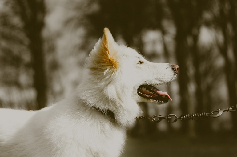 white german shepards