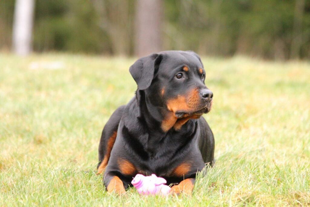 guard dog breeds uk
