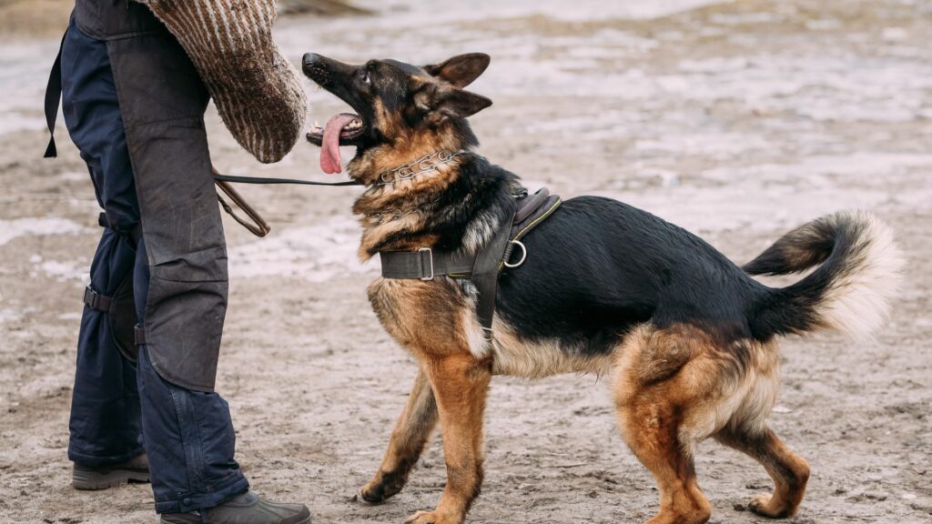 german shepherd gaurd dog
