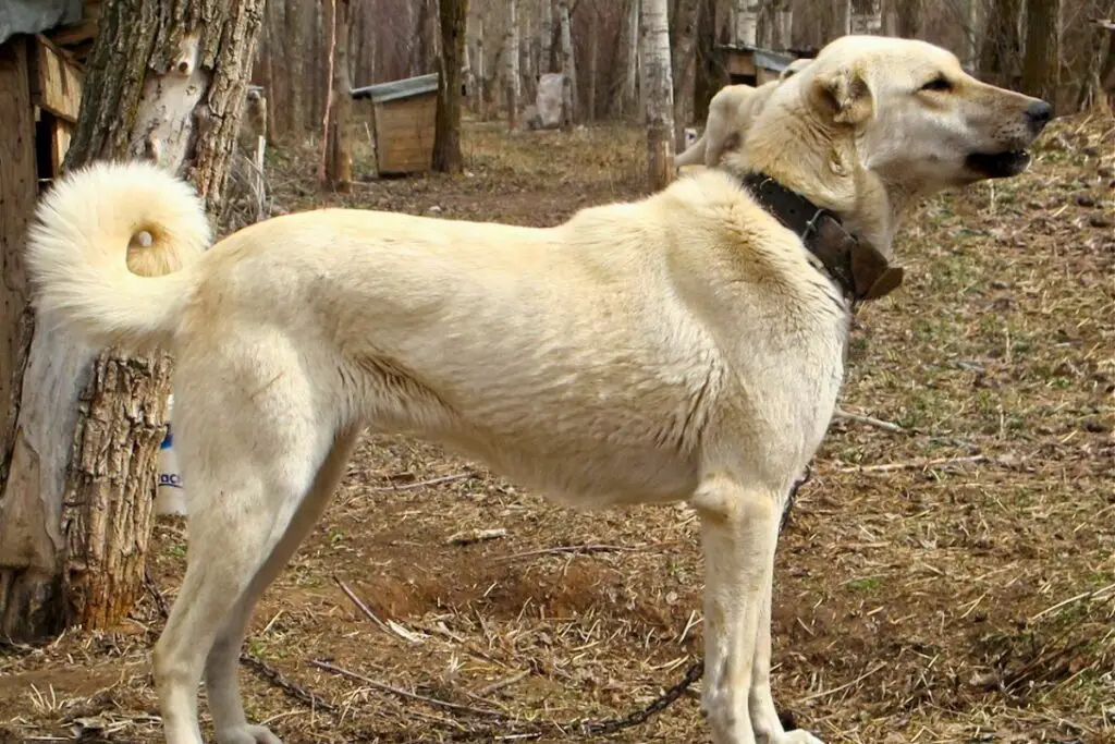 dogs that guard chickens
