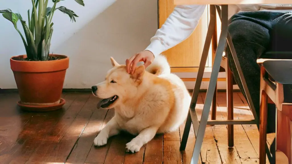 guard dogs for home security