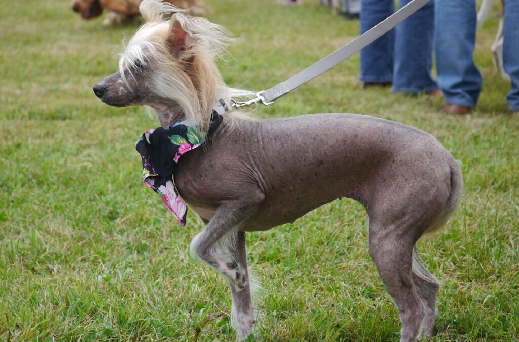 hairless dogs
