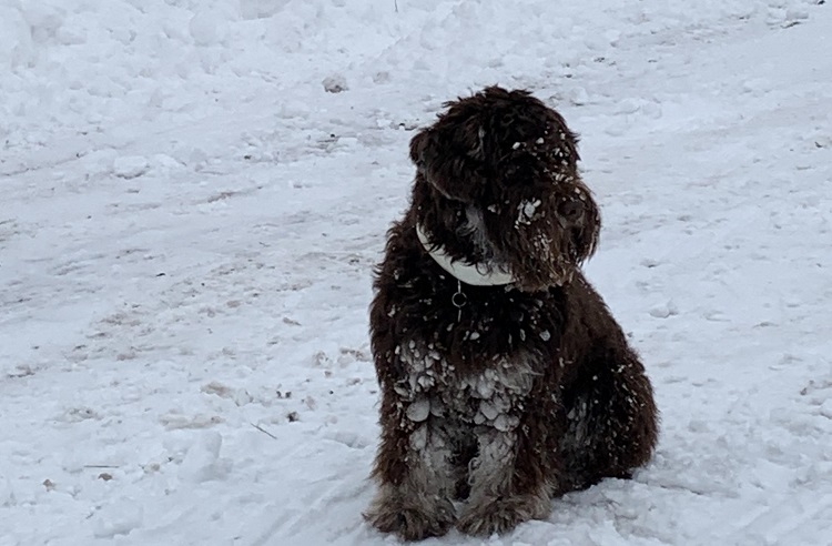 shock collar for dogs