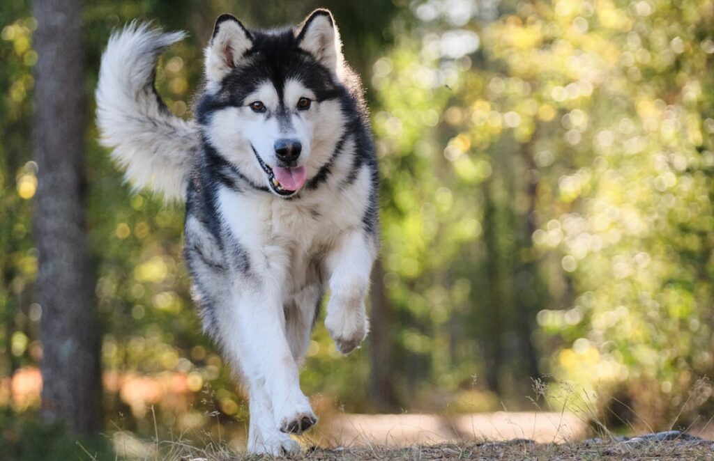 handsome dog
