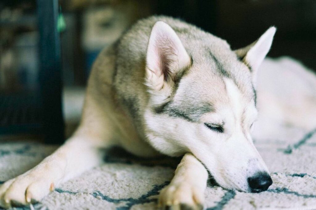 Alaskan husky and Siberian husky health problems