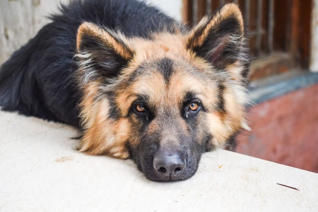 health problem in german shepherd