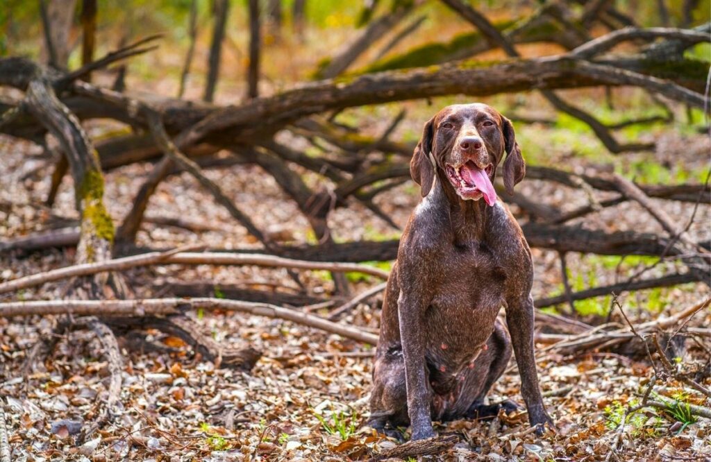 healthy small dog breeds
